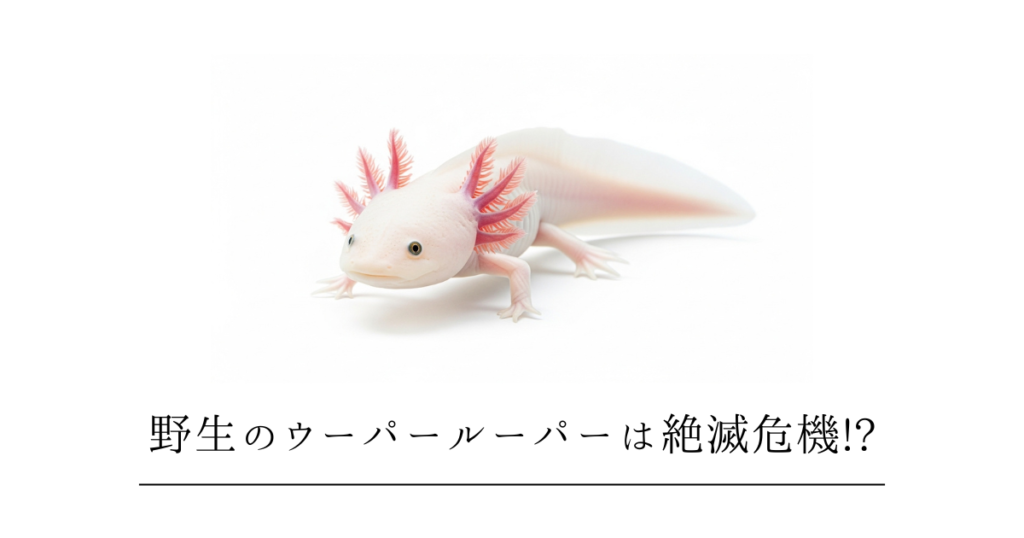 野生のウーパールーパーは絶滅危機！ソチミルコ湖の現状と保護活動