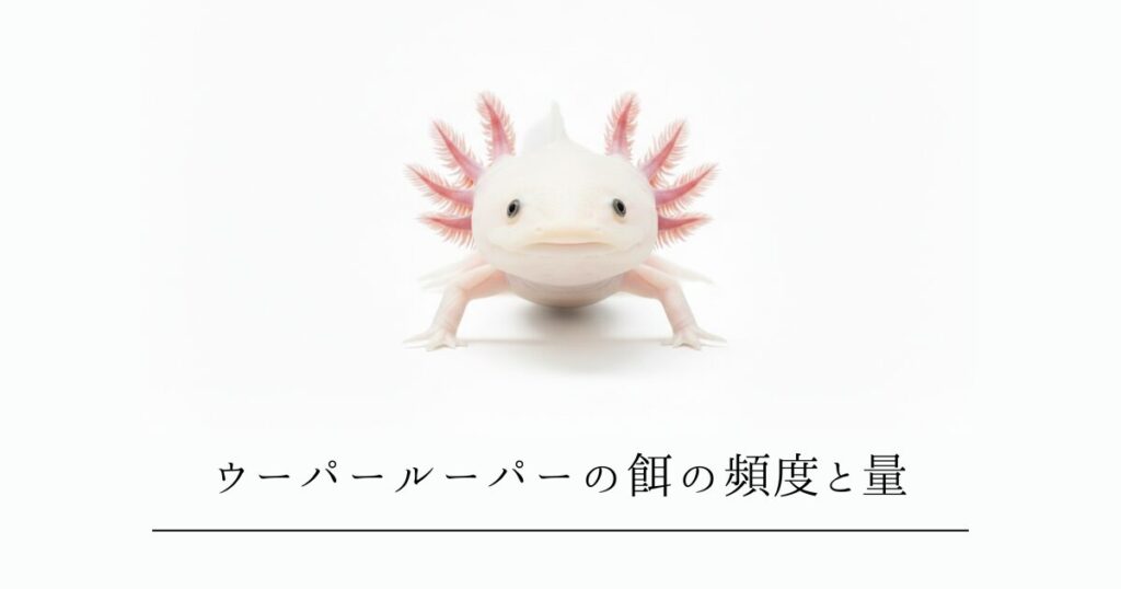 ウーパールーパーの餌の頻度と量｜成長段階別の正しい与え方と注意点