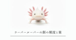 ウーパールーパーの餌の頻度と量｜成長段階別の正しい与え方と注意点