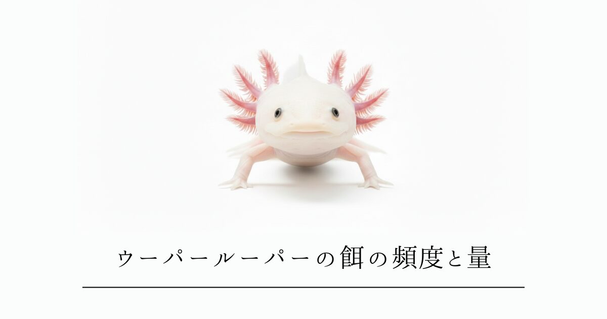 ウーパールーパーの餌の頻度と量｜成長段階別の正しい与え方と注意点