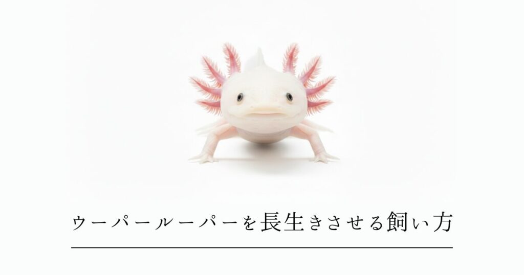 ウーパールーパーを長生きさせる飼い方｜10年超えを目指す5つのポイント