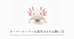 ウーパールーパーを長生きさせる飼い方｜10年超えを目指す5つのポイント