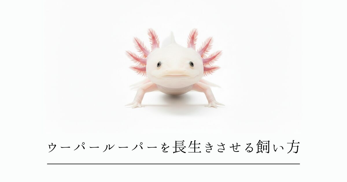 ウーパールーパーを長生きさせる飼い方｜10年超えを目指す5つのポイント