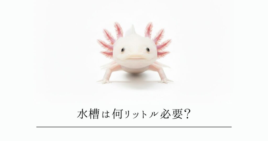 ウーパールーパーの水槽は何リットル必要？サイズ選びと失敗しない選び方