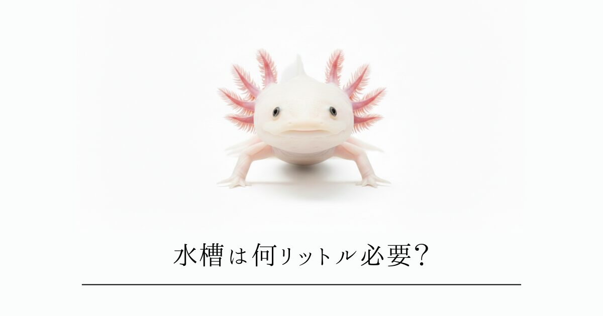 ウーパールーパーの水槽は何リットル必要？サイズ選びと失敗しない選び方