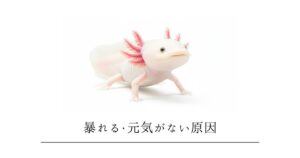 ウーパールーパーが暴れる・元気がない原因｜症状別の対処法まとめ