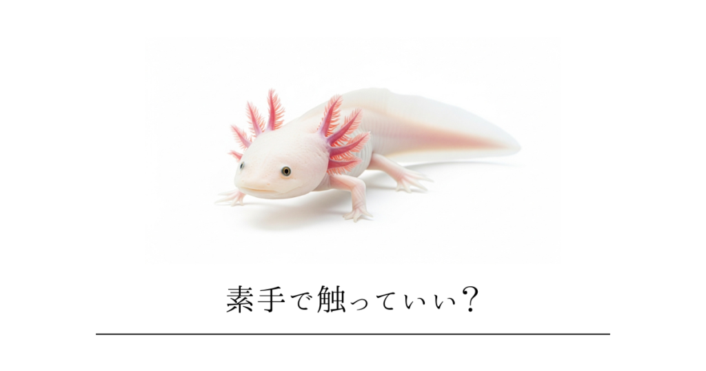 ウーパールーパーを素手で触っていい？リスクと正しい触り方・触った後のチェックポイント