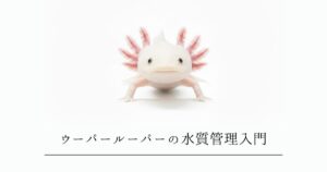 ウーパールーパーの水質管理入門｜pH・アンモニア・亜硝酸の基本と危険値の目安