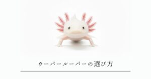 ウーパールーパーの選び方｜ショップでの健康チェックポイントと購入時の注意