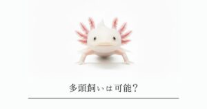 ウーパールーパーの多頭飼いは可能？共食いを防ぐ5つの対策と注意点