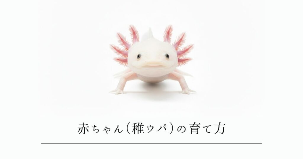 ウーパールーパーの赤ちゃん（稚ウパ）の育て方｜孵化から7cmまでの完全ガイド
