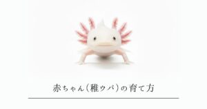 ウーパールーパーの赤ちゃん（稚ウパ）の育て方｜孵化から7cmまでの完全ガイド