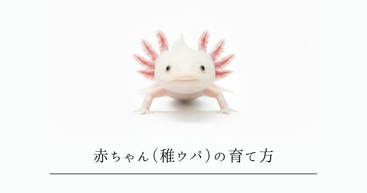ウーパールーパーの赤ちゃん（稚ウパ）の育て方｜孵化から7cmまでの完全ガイド
