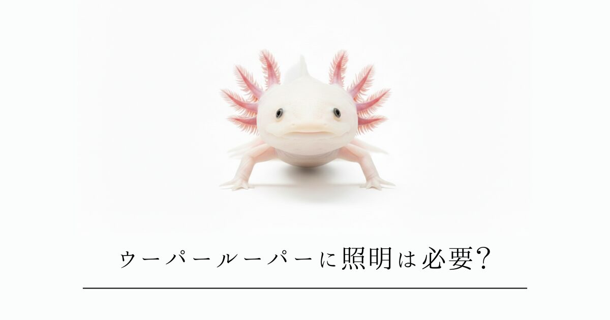 ウーパールーパーに照明は必要?光が苦手な理由と正しい明るさの考え方