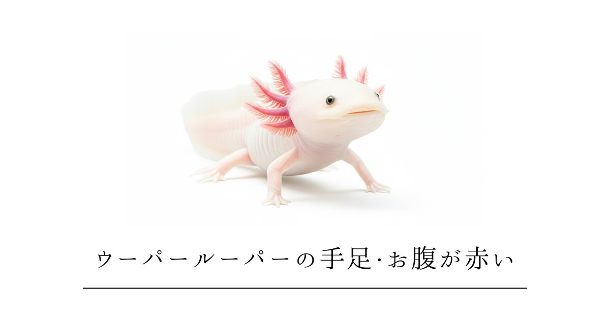 ウーパールーパーの手足・お腹が赤い｜レッドレッグ症候群の原因と治療法