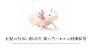 ウーパールーパーが糞をしない！便秘の原因と解消法・糞の色でわかる健康状態