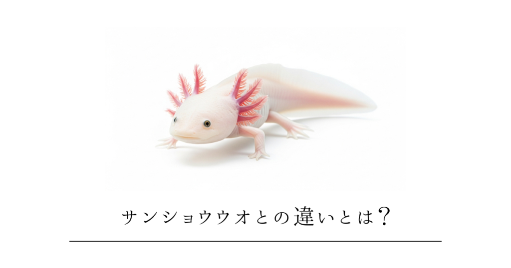 ウーパールーパーとサンショウウオの違いとは？同じ有尾類でも似て非なる生き物
