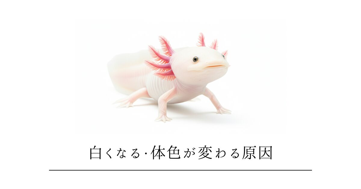 ウーパールーパーが白くなる・体色が変わる原因|正常な変化と病気のサインを見分ける