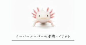 ウーパールーパーの水槽レイアウト｜おしゃれに飼うコツと安全素材の選び方