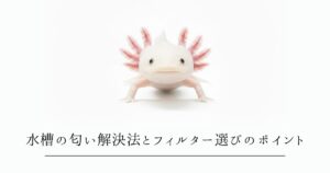 ウーパールーパーの水槽が臭い！原因別の解決法とフィルター選びのポイント