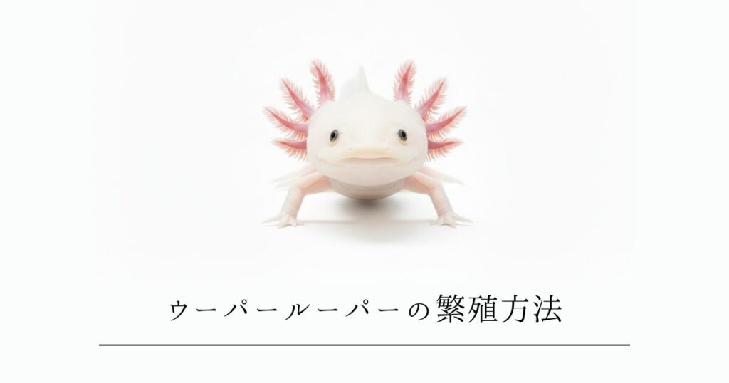 ウーパールーパーの繁殖方法｜クーリングから産卵・孵化まで完全ガイド