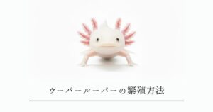 ウーパールーパーの繁殖方法｜クーリングから産卵・孵化まで完全ガイド