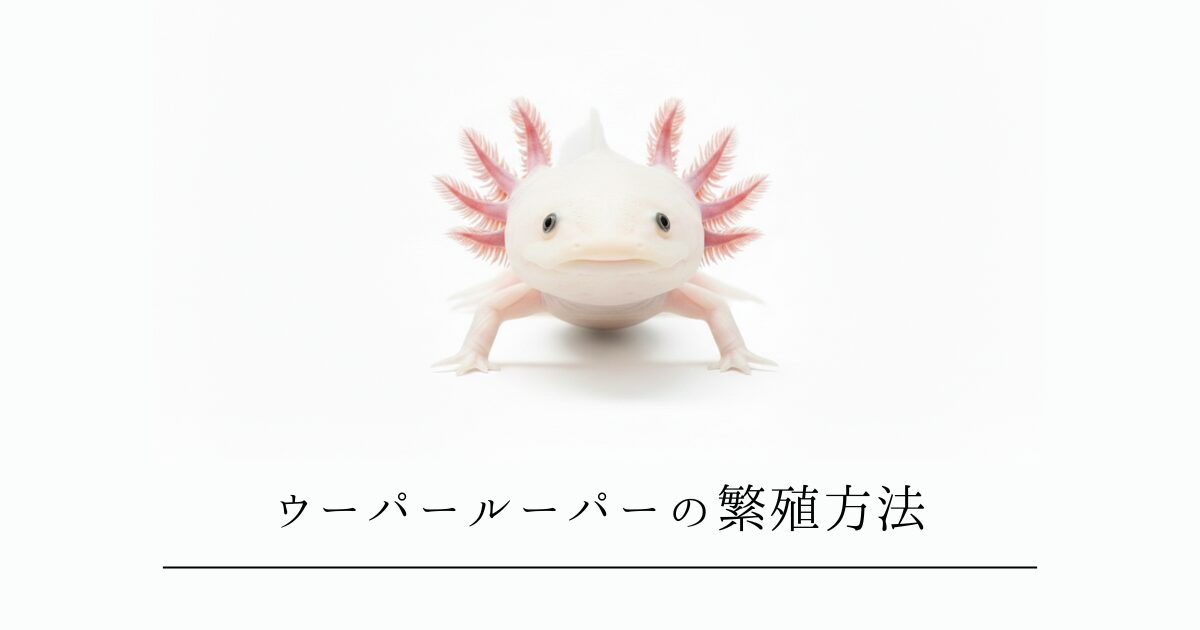 ウーパールーパーの繁殖方法｜クーリングから産卵・孵化まで完全ガイド