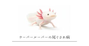 ウーパールーパーの尾ぐされ病｜尻尾・ヒレが白く溶ける原因と塩浴・薬浴の正しいやり方