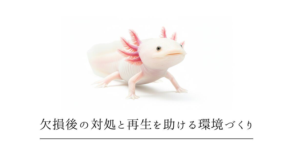 ウーパールーパーの手足がなくなった!欠損後の対処と再生を助ける環境づくり