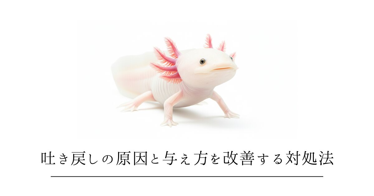 ウーパールーパーが餌を吐く!吐き戻しの原因と与え方を改善する対処法